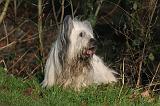 SKYE TERRIER 055